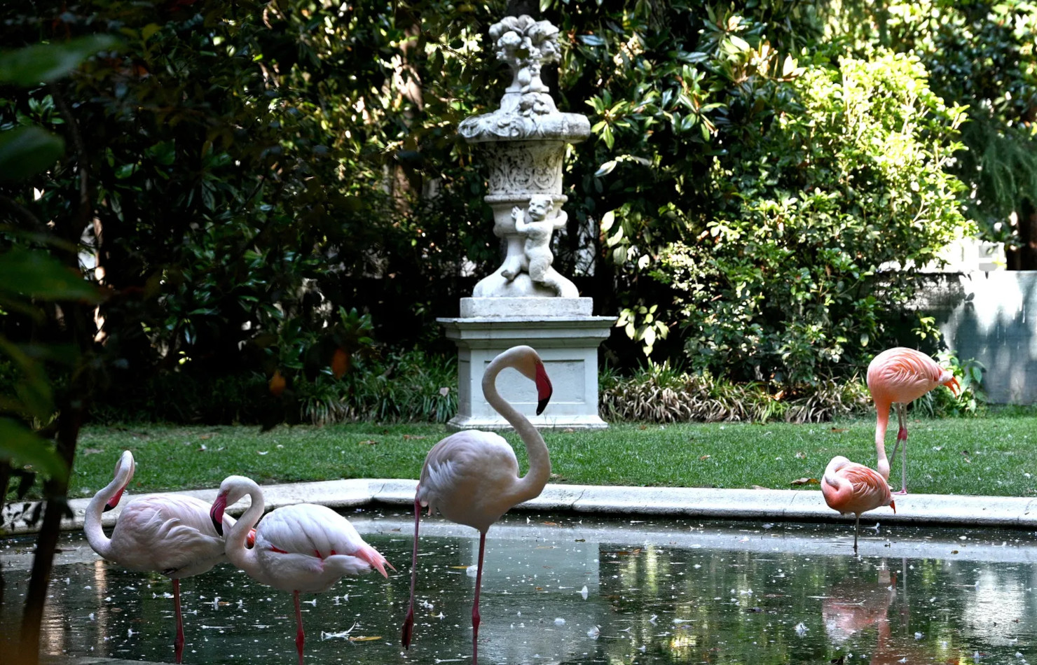 Flamingos Quadrilatero del silezio Milan